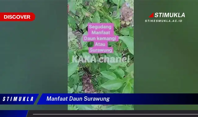 manfaat daun surawung