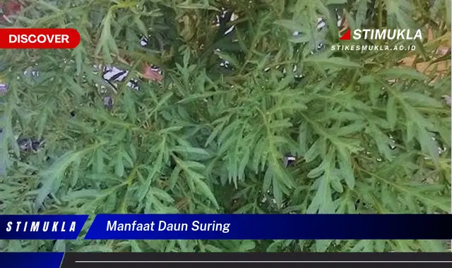 manfaat daun suring