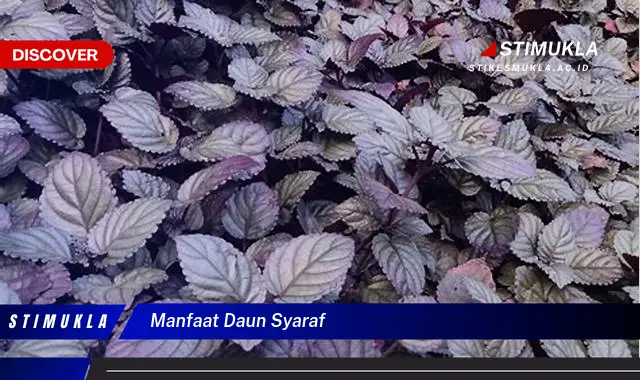 manfaat daun syaraf