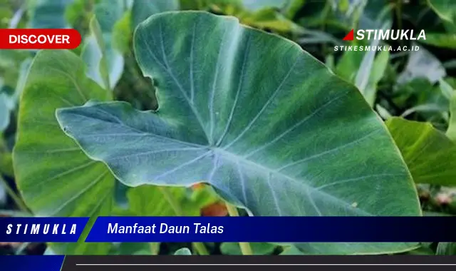 manfaat daun talas