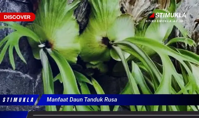 manfaat daun tanduk rusa