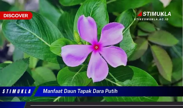 manfaat daun tapak dara putih