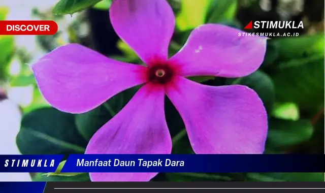 manfaat daun tapak dara