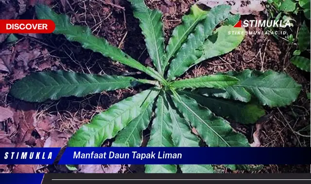 manfaat daun tapak liman