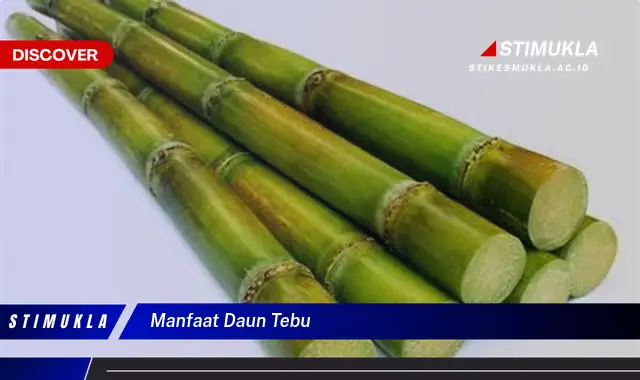 manfaat daun tebu