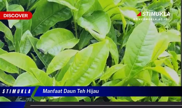 manfaat daun teh hijau