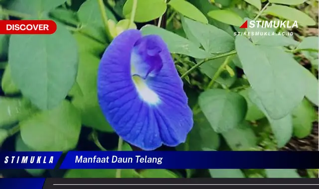 manfaat daun telang