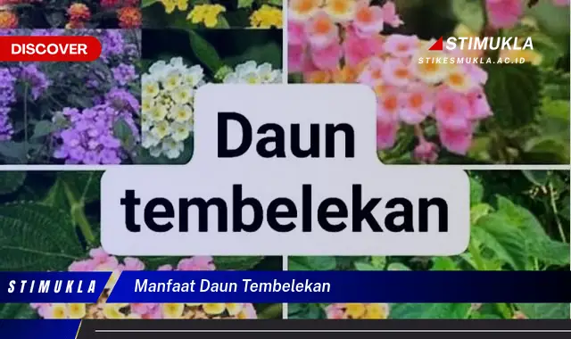 manfaat daun tembelekan