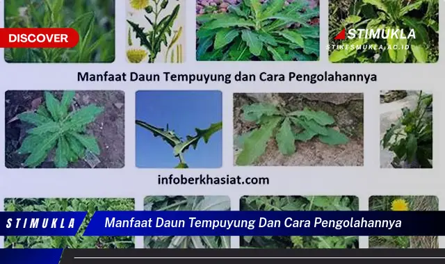 manfaat daun tempuyung dan cara pengolahannya