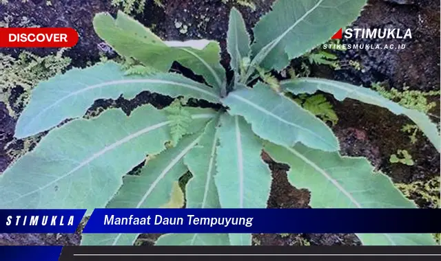 manfaat daun tempuyung