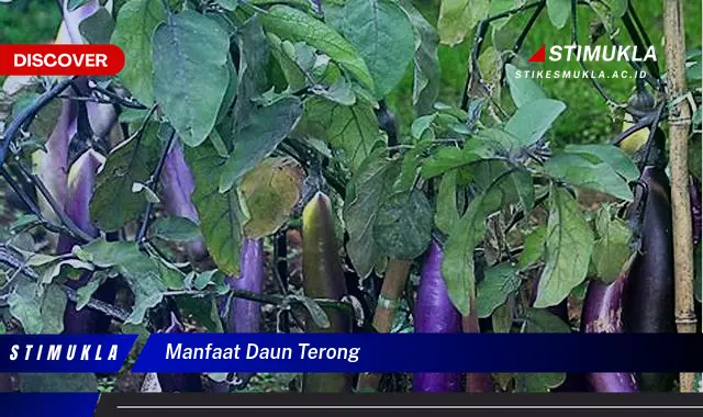 manfaat daun terong