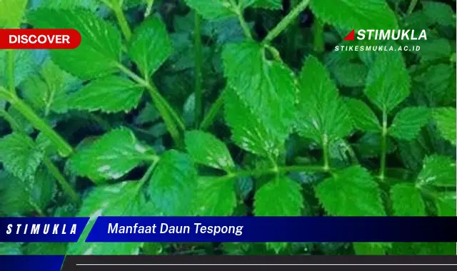 manfaat daun tespong