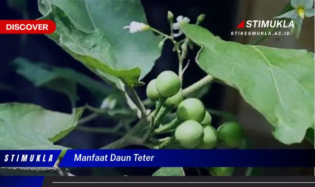 manfaat daun teter