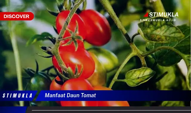 manfaat daun tomat