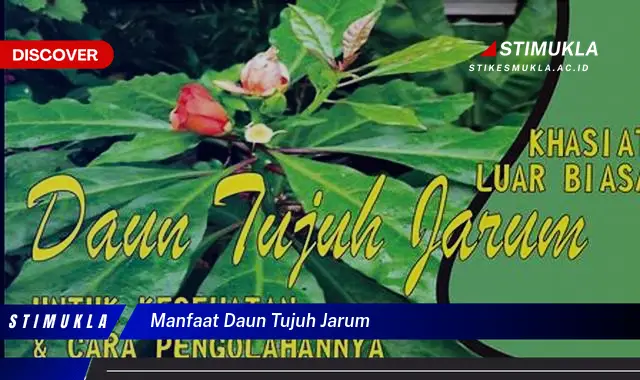 manfaat daun tujuh jarum