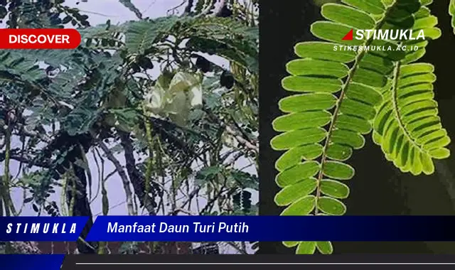 manfaat daun turi putih