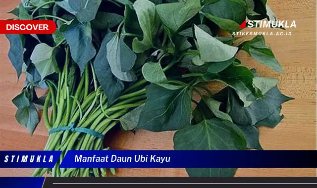 manfaat daun ubi kayu