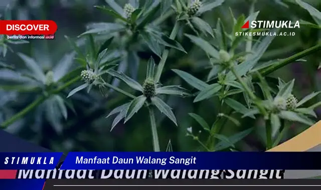 manfaat daun walang sangit