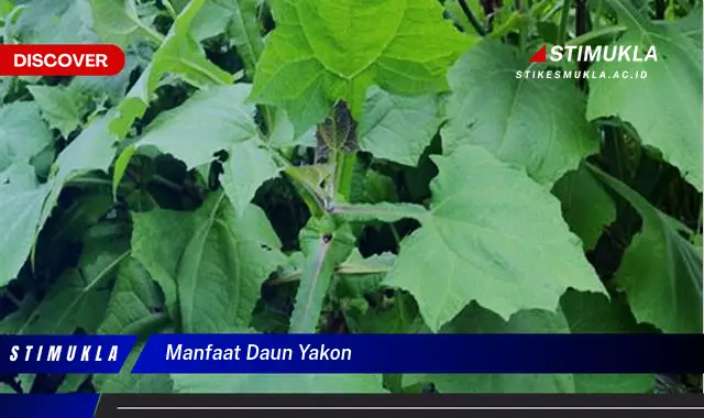 manfaat daun yakon