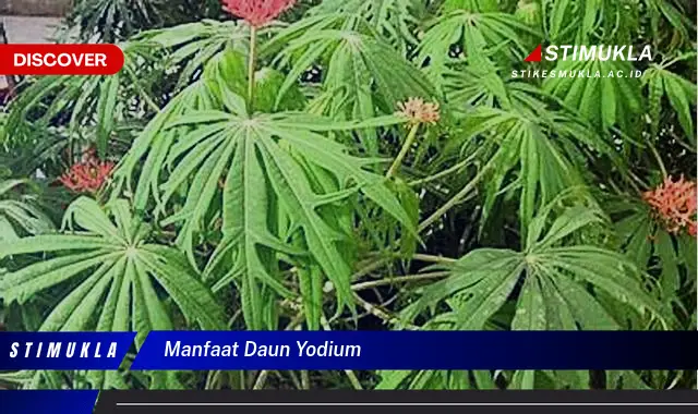 manfaat daun yodium