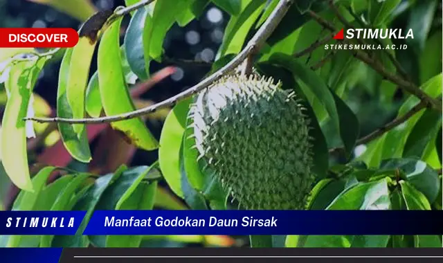 manfaat godokan daun sirsak