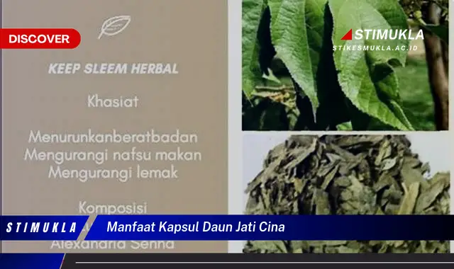 manfaat kapsul daun jati cina