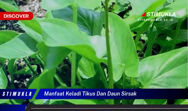 manfaat keladi tikus dan daun sirsak