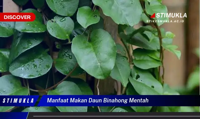 manfaat makan daun binahong mentah