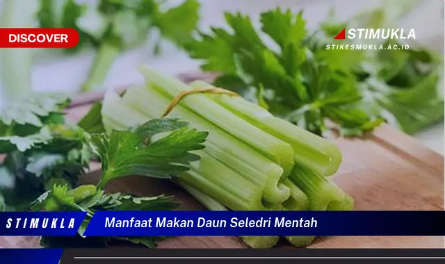 manfaat makan daun seledri mentah