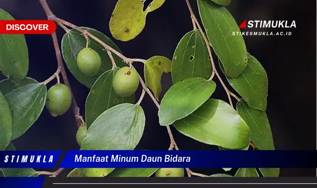 manfaat minum daun bidara