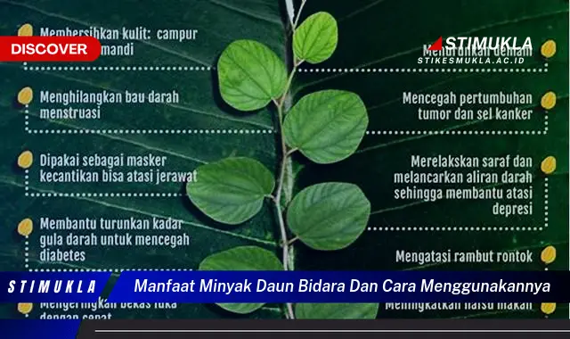 manfaat minyak daun bidara dan cara menggunakannya