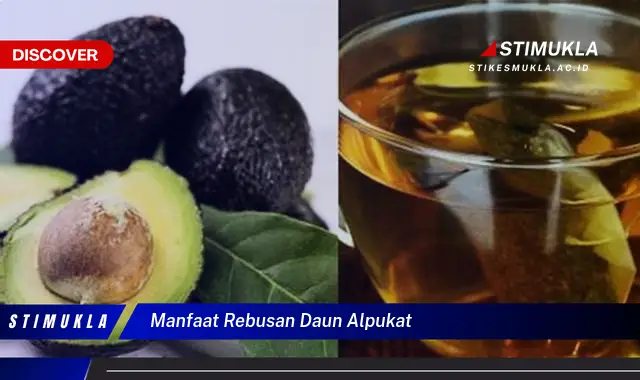 manfaat rebusan daun alpukat