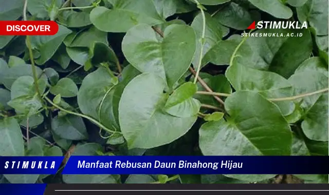 manfaat rebusan daun binahong hijau