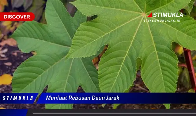 manfaat rebusan daun jarak