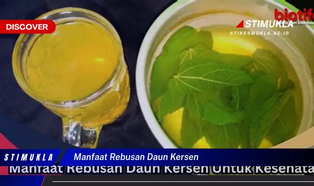 manfaat rebusan daun kersen