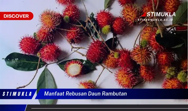 manfaat rebusan daun rambutan