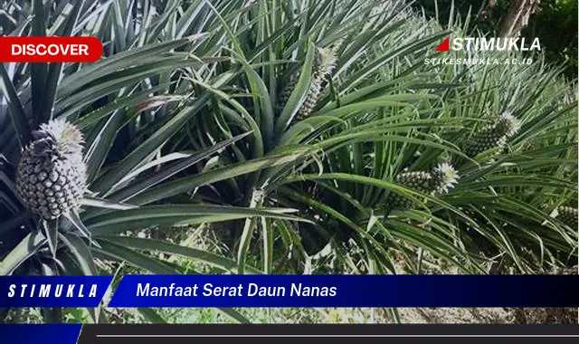 manfaat serat daun nanas