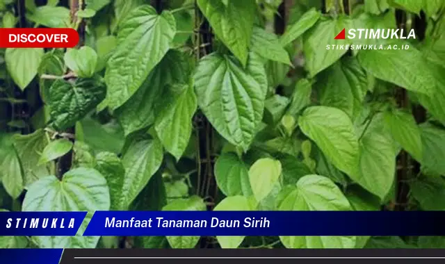 manfaat tanaman daun sirih