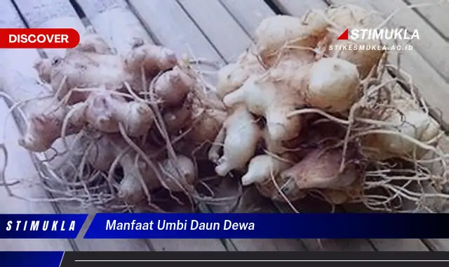 manfaat umbi daun dewa